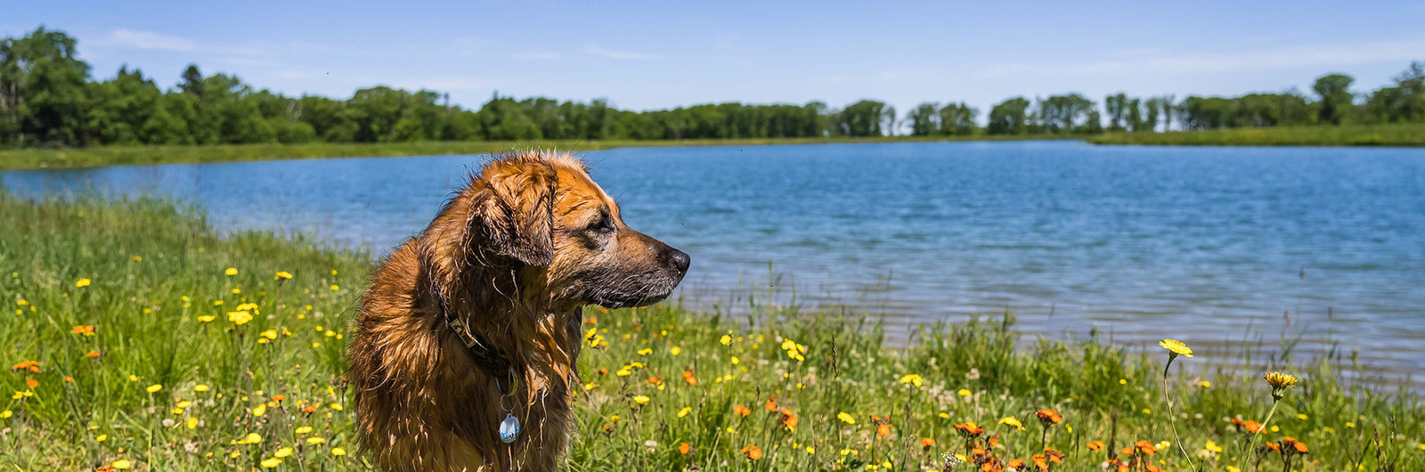 A dog looking out towards Spruce Lake; standing amongst wildflowers.
