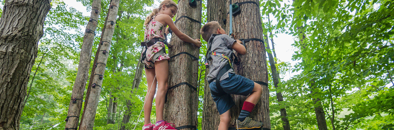 Children wearing harness climb trees in the forest