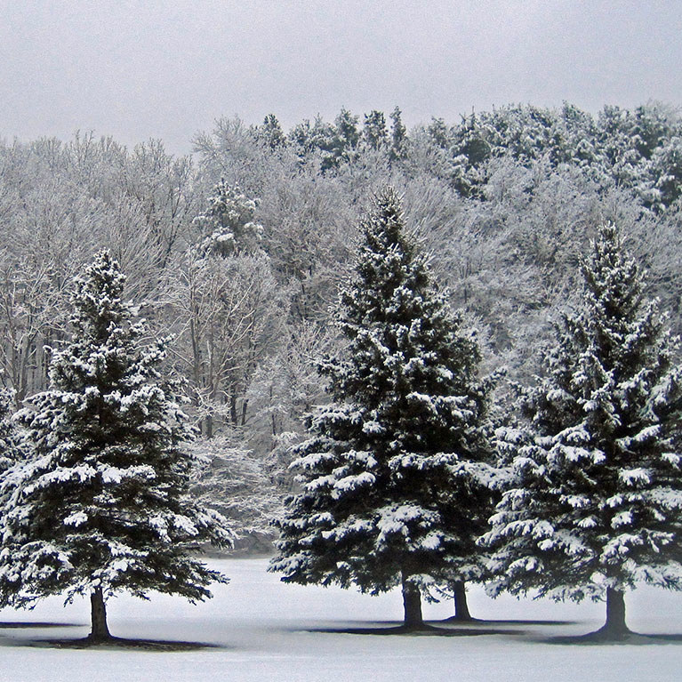 View of snow covered pine trees